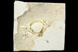 Fossil Crab (Potamon) Preserved in Travertine - Turkey #121380-2